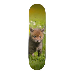 Niedliches flaumiges wildes Baby-TierFoto roten Skateboard
