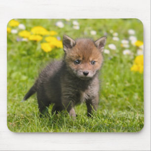 Niedliches Fluffy Red Fox Cub Wild Baby Animal Fot Mousepad