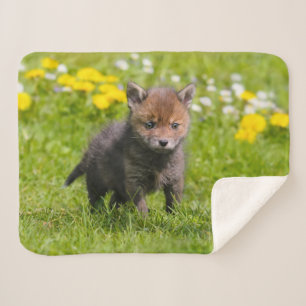 Niedliches Fluffy Red Fox Kit Cub Wild Baby Animal Sherpadecke