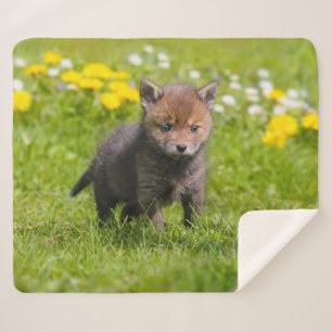 Niedliches Fluffy Red Fox Kit Cub Wild Baby Animal Sherpadecke