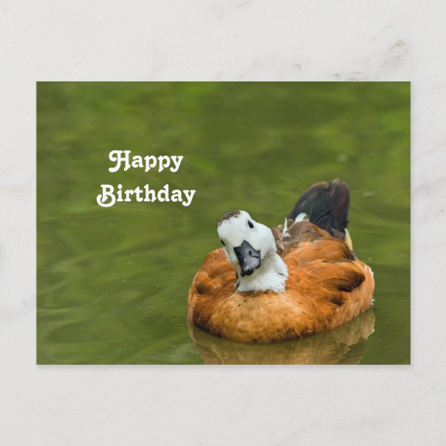 Niedliches Foto der Ente zum Geburtstag Postkarte (Vorderseite)