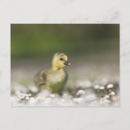 Niedliches Foto der Küken Postkarte