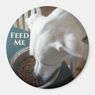 Niedliches Foto des hungrigen Hundes, der nicht ab Magnet