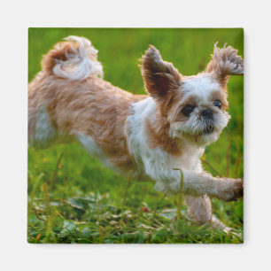 Niedliches Foto mit Shih Tzu Dog Magnet