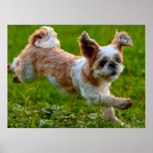 Niedliches Foto mit Shih Tzu Dog Poster