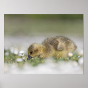 Niedliches Foto Poster