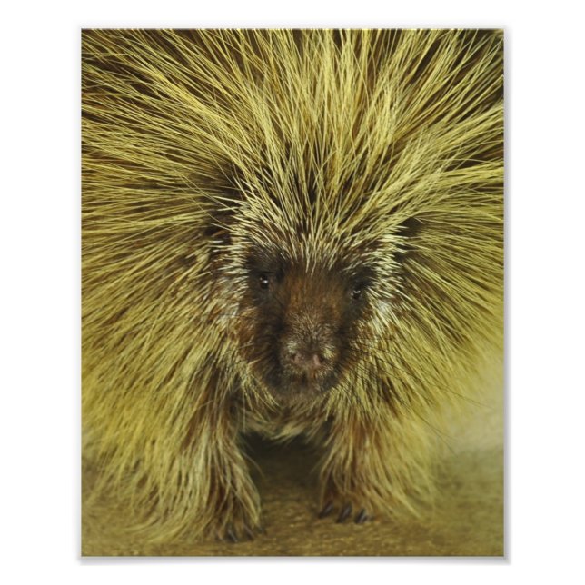 Niedliches Foto von Texas Porcupine Print (Vorne)