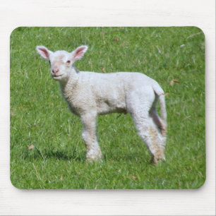 Niedliches Frühlings-Lamm Mousepad