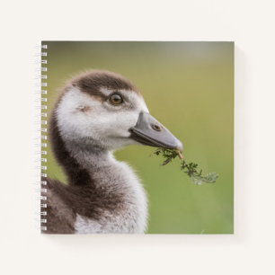 Niedliches Gänseküken-Foto Notizbuch