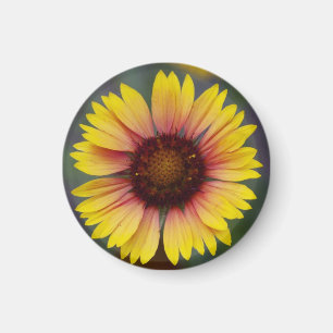 Niedliches gelbes Gänseblümchen-Blumenmagnet Magnet