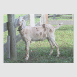 Niedliches Gepunktetes Papierpapier für das Gewebe Seidenpapier