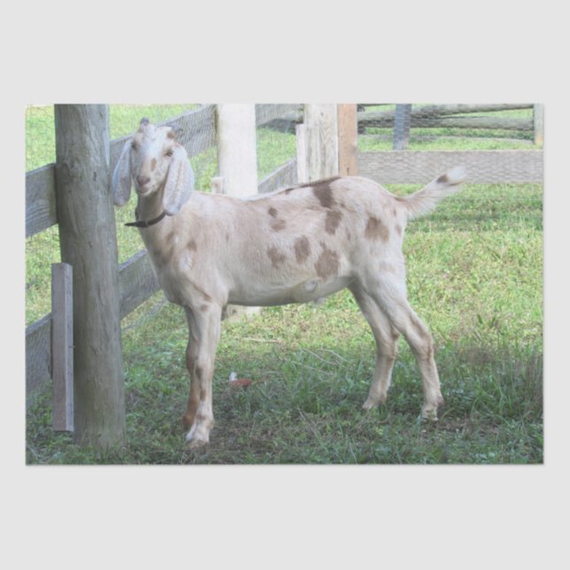 Niedliches Gepunktetes Papierpapier für das Gewebe Seidenpapier (Vorderseite)