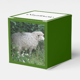 Niedliches gieriges Schaf, das Gefallen essen Geschenkschachtel