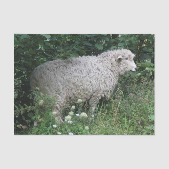 Niedliches Giftfadenpapier Seidenpapier (Vorderseite)