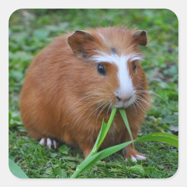 Niedliches, glattes, rotes und weißes Guinea-Schwe Quadratischer Aufkleber (Vorderseite)