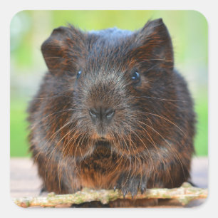 Niedliches Gold Agouti Guinea Pig Quadratischer Aufkleber