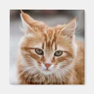 Niedliches Gold und weißer Katzen-Magnet Magnet