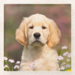Niedliches Golden Retriever Hund Welpen Face Anima Glasuntersetzer