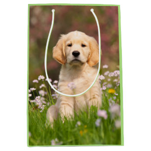 Niedliches Golden Retriever Hund Welpen Face Anima Mittlere Geschenktüte