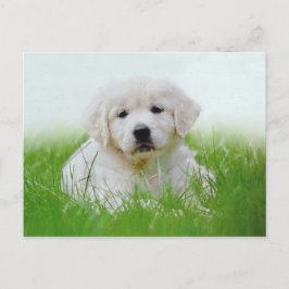 Niedliches Golden Retriever Welpe Hunde Grüngras Postkarte