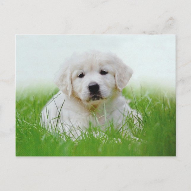 Niedliches Golden Retriever Welpe Hunde Grüngras Postkarte (Vorderseite)