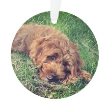 Niedliches Goldenes Doodle