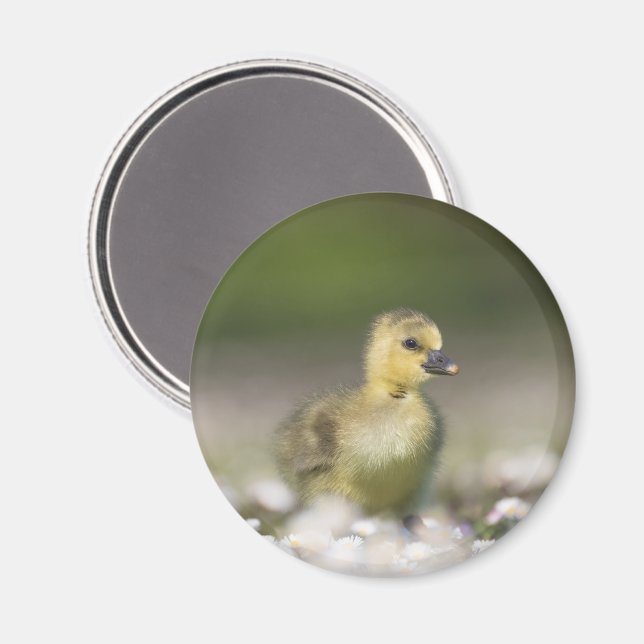 Niedliches Gosling Nature Foto Magnet (Vorderseite/Rückseite)
