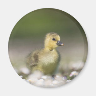 Niedliches Gosling Nature Foto Magnet