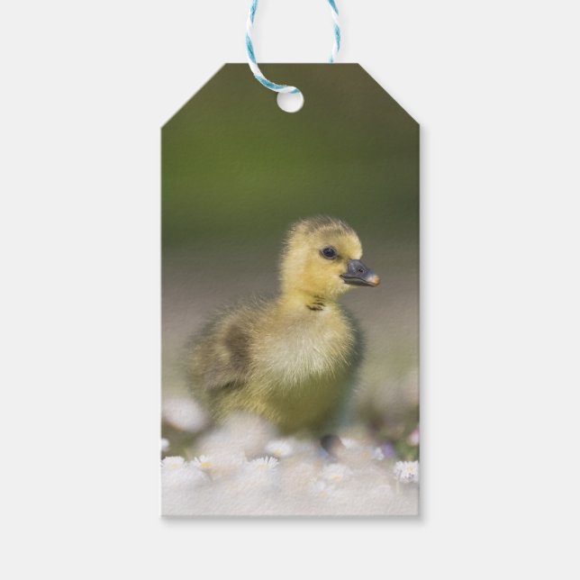 Niedliches Gosling Wildlife Foto Geschenkanhänger (Vorderseite)