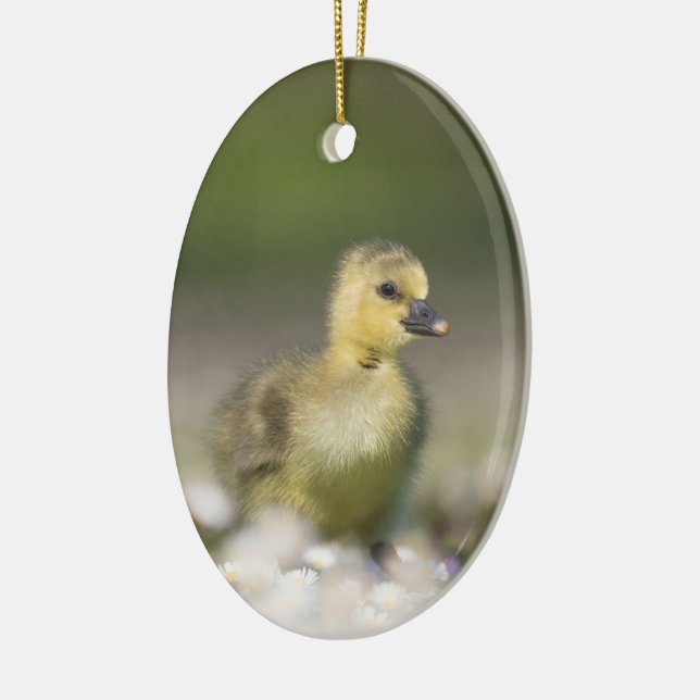 Niedliches Gosling Wildlife Foto Keramik Ornament (Links)
