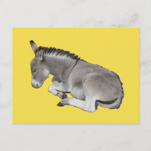 Niedliches graues Donkey Foal Schlafen Postkarte