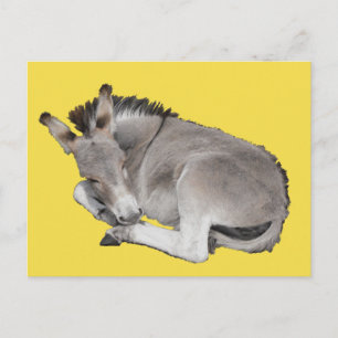 Niedliches graues Eselfoal zum Schlafen Postkarte