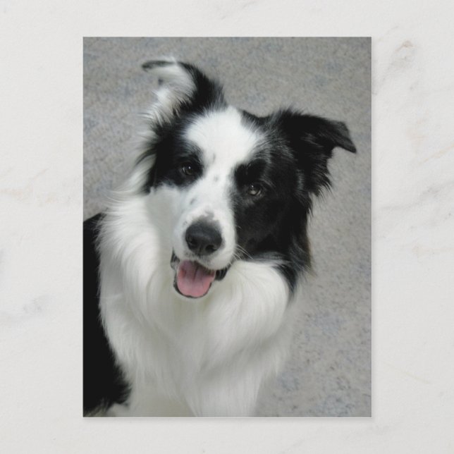 Niedliches Grenz-Collie-Foto-Portrait Postkarte (Vorderseite)