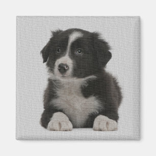 Niedliches Grenz-Collie Puppy-Hund-Benutzermagazin Magnet
