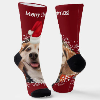 Niedliches Haustier Foto Rote Weihnachtsmannmütze Socken
