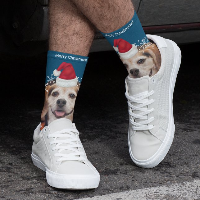Niedliches Haustier Foto Weihnachtsmannmütze Blaue Socken (Von Creator hochgeladen)