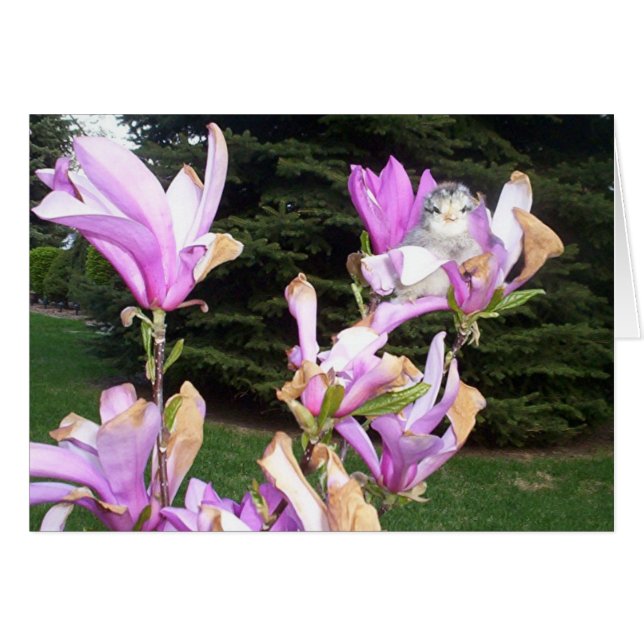 niedliches Huhn in einer Blume (Vorderseite (Horizontal))