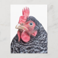 Niedliches Hühnchen Foto Schwarz-Weiß Federn