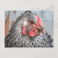 Niedliches Hühnchen Foto Schwarz-Weiß Federn
