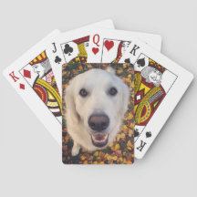 Niedliches Hundefeuer für Eltern