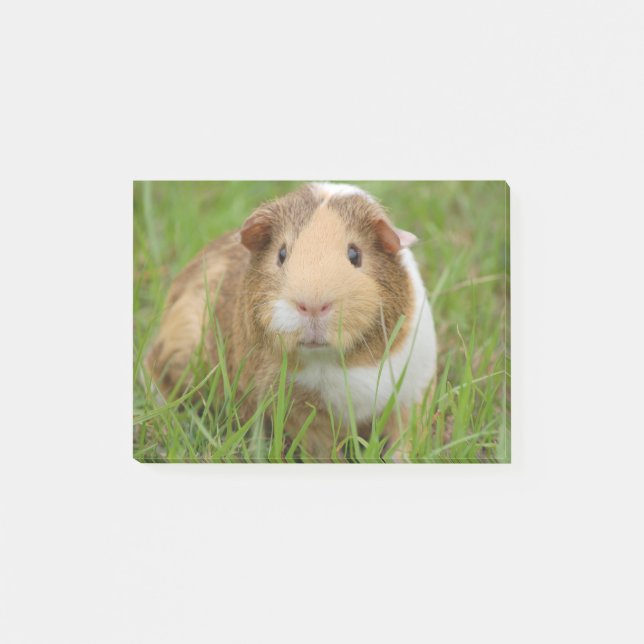 Niedliches inländisches Meerschweinchen Post-it Klebezettel (Vorderseite)