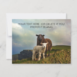 Niedliches Irisches Schaf - Irland Postkarte