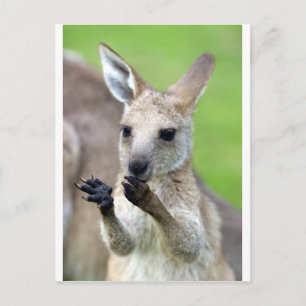 Niedliches Joey-Känguru Postkarte