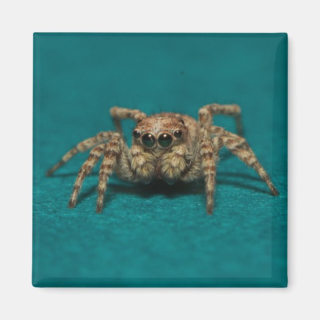 Niedliches Jumping Spider Foto Magnet (Vorne)
