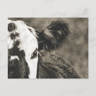 Niedliches Kalb auf einer Farm in Crane Hill Alaba Postkarte
