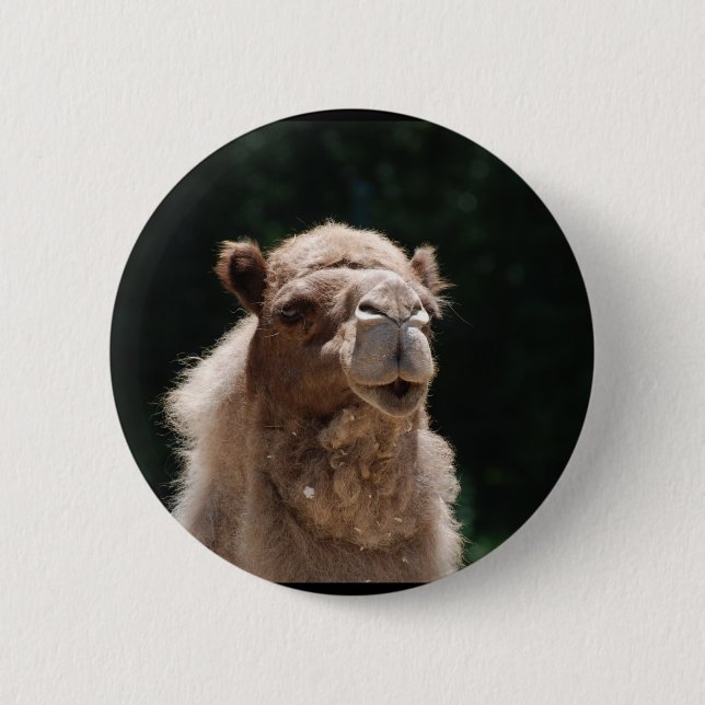 Niedliches Kamel Button (Vorderseite)