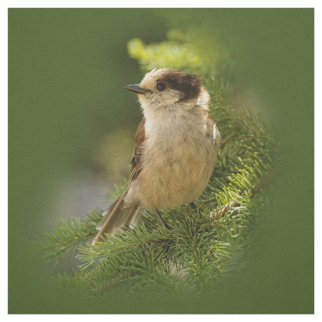 Niedliches Kanada Grau / Grau Jay / Whiskeyjack Stoff (Muster)