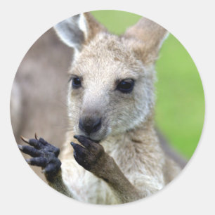 Niedliches Känguru-Junges Runder Aufkleber