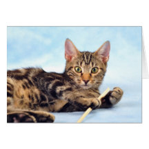 Niedliches Kätzchen