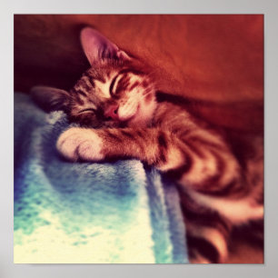 Niedliches Kätzchen schlafend Poster